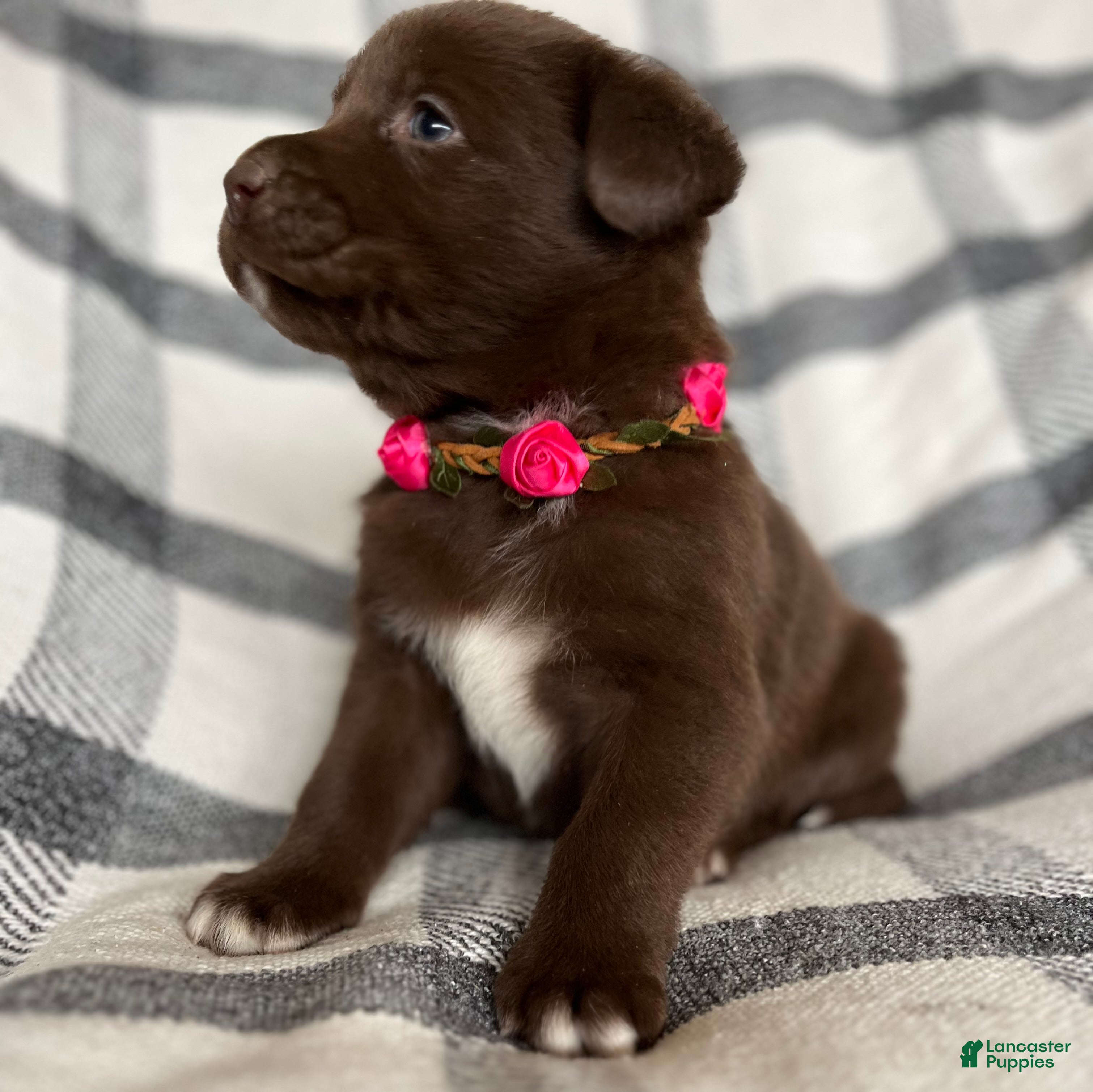 Mixed Breed dogs Allie - Ad 38