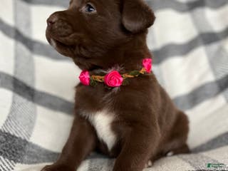 Mixed Breed dogs Allie - Ad 8