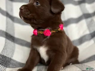 Mixed Breed dogs Allie - Ad 6