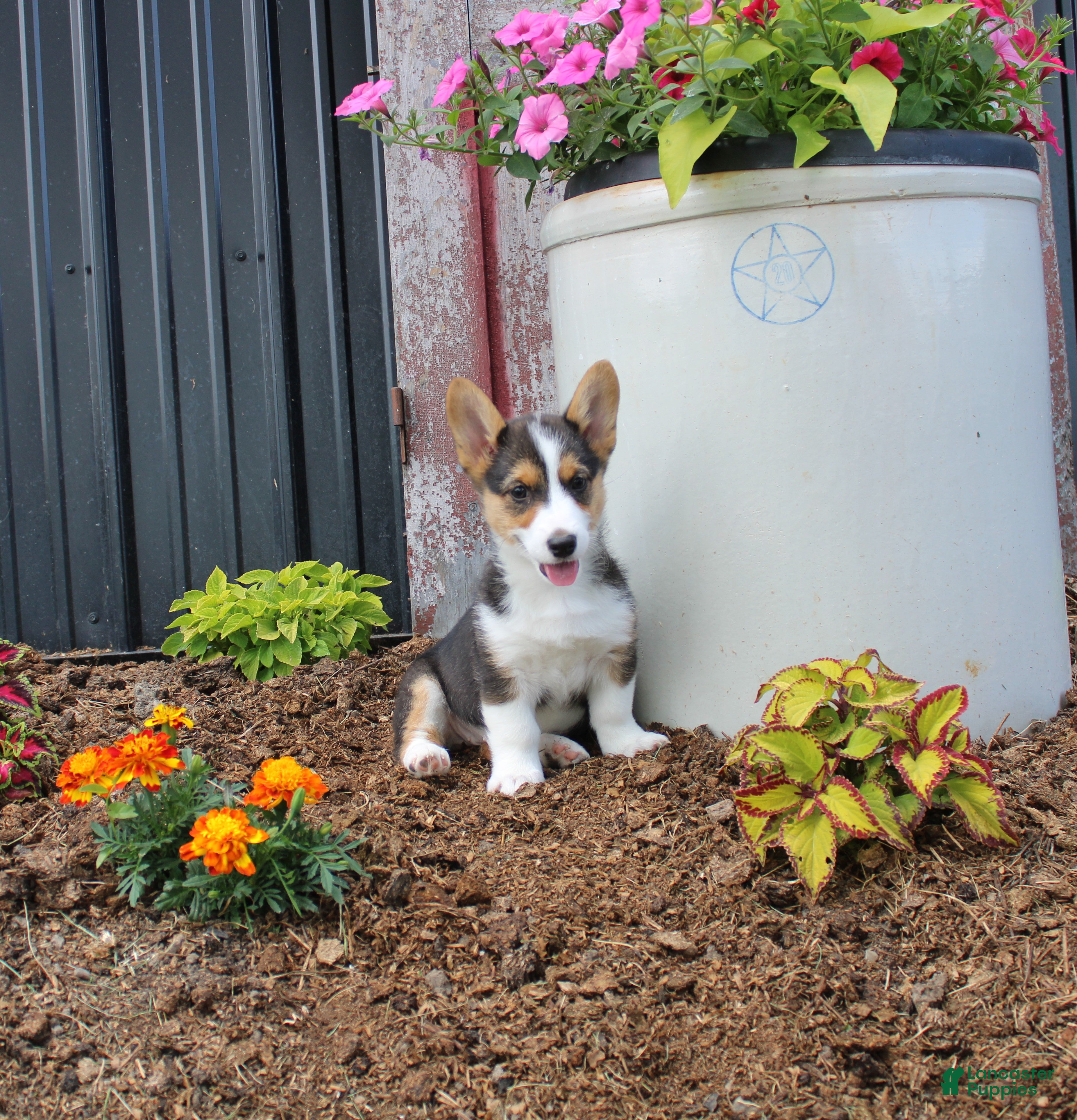 Welsh Corgi Pembroke dogs Peanut - Ad 1