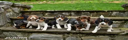 Beagle dogs for sale: Shelley - Ad 3
