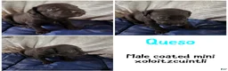 Xoloitzcuintle dogs for sale: Batman and Luke cage (two male coated pups separate litter) - Ad 10