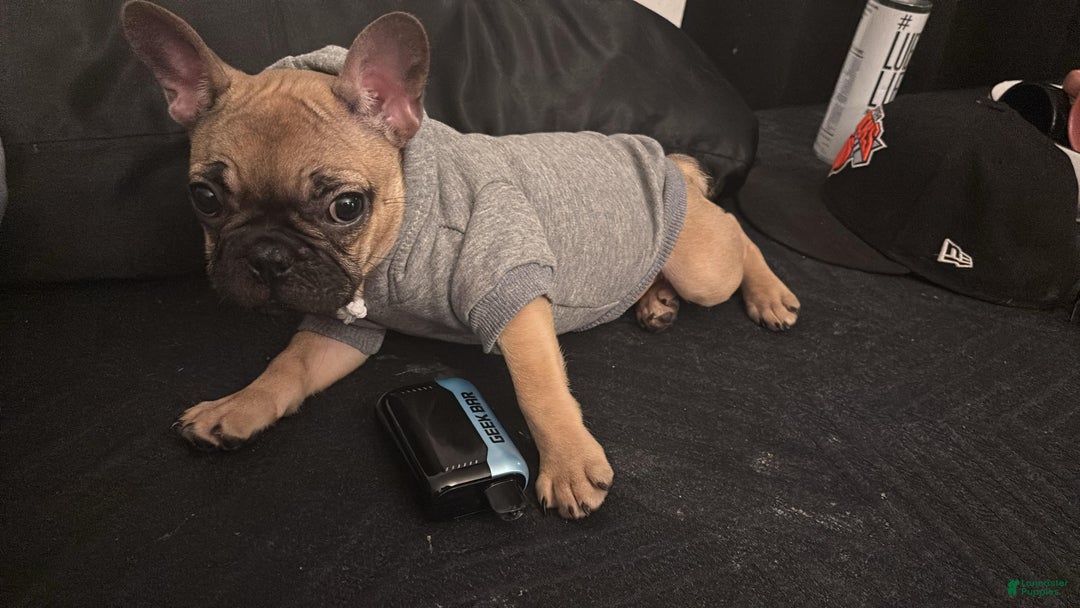 French Bulldog dogs for sale: French Bulldog Puppy female - Ad 2
