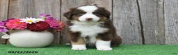 Miniature Australian Shepherd dogs for sale: Rocket - Ad 4