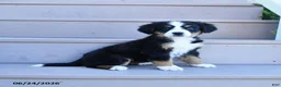Bernese Mountain Dog dogs for sale: Daisy - Ad 3