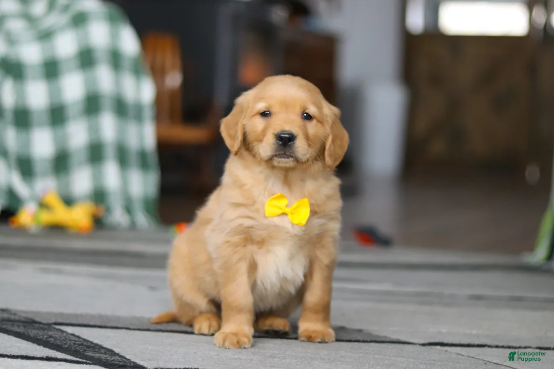 Golden Retriever dogs for sale: Ramco - Ad 5