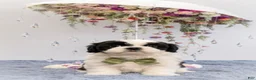 Malshi dogs for sale: Biscotti  - Ad 1