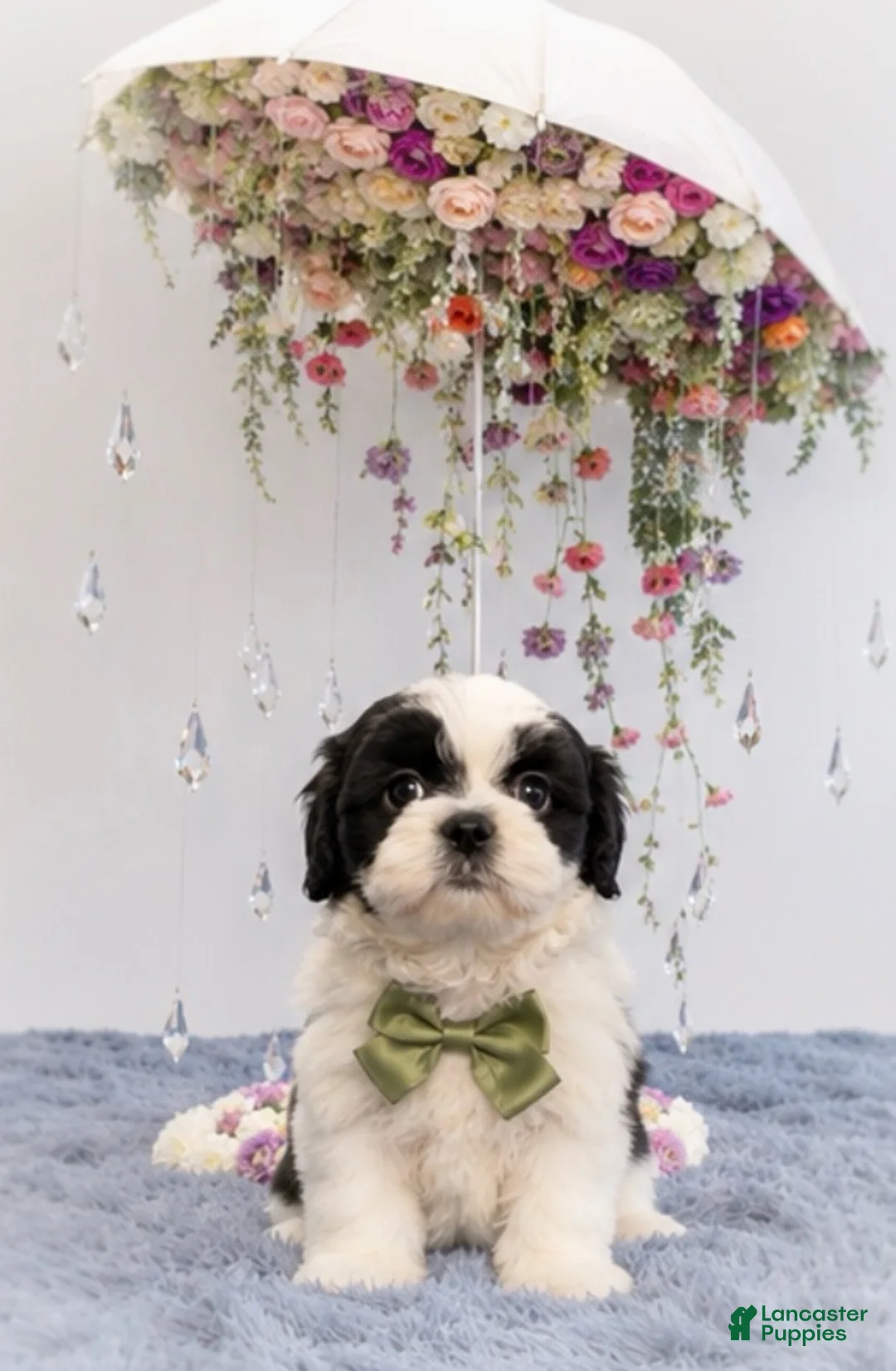 Malshi dogs for sale: Biscotti  - Ad 1
