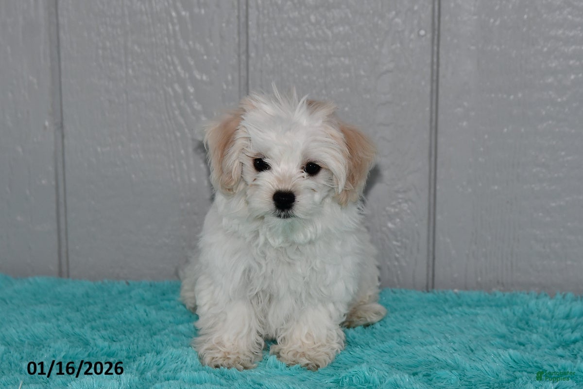Maltese dogs Casper - Ad 18