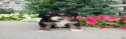 Bernedoodle dogs for sale: Layne - Ad 2