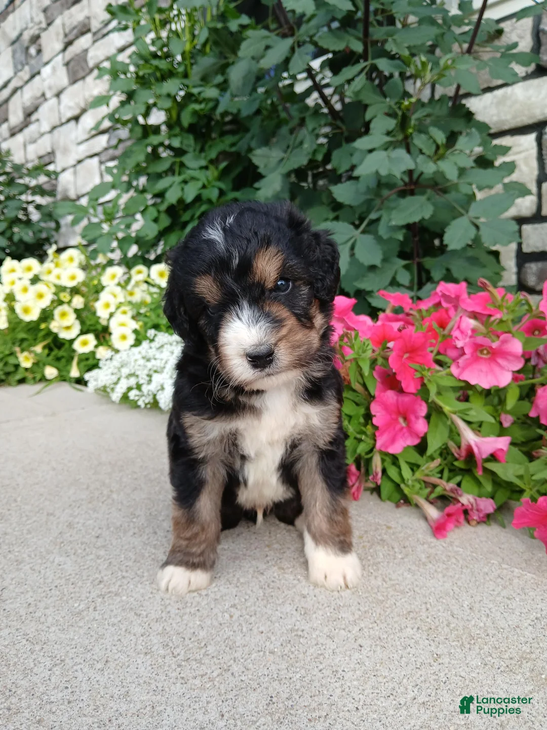 Bernedoodle dogs for sale: Layne - Ad 2