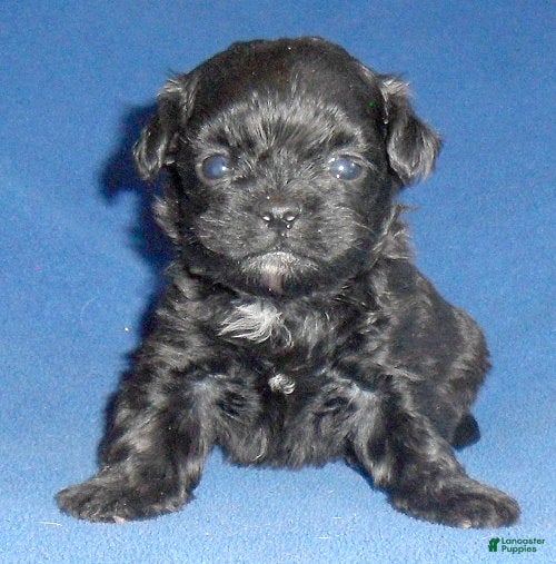 Shihpoo dogs for sale: Toby - Ad 4