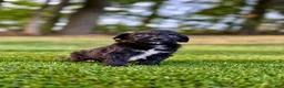 Portuguese Water Dog dogs for sale: Sarge - Ad 7