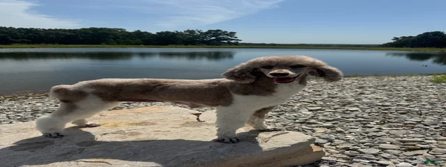 Kona 