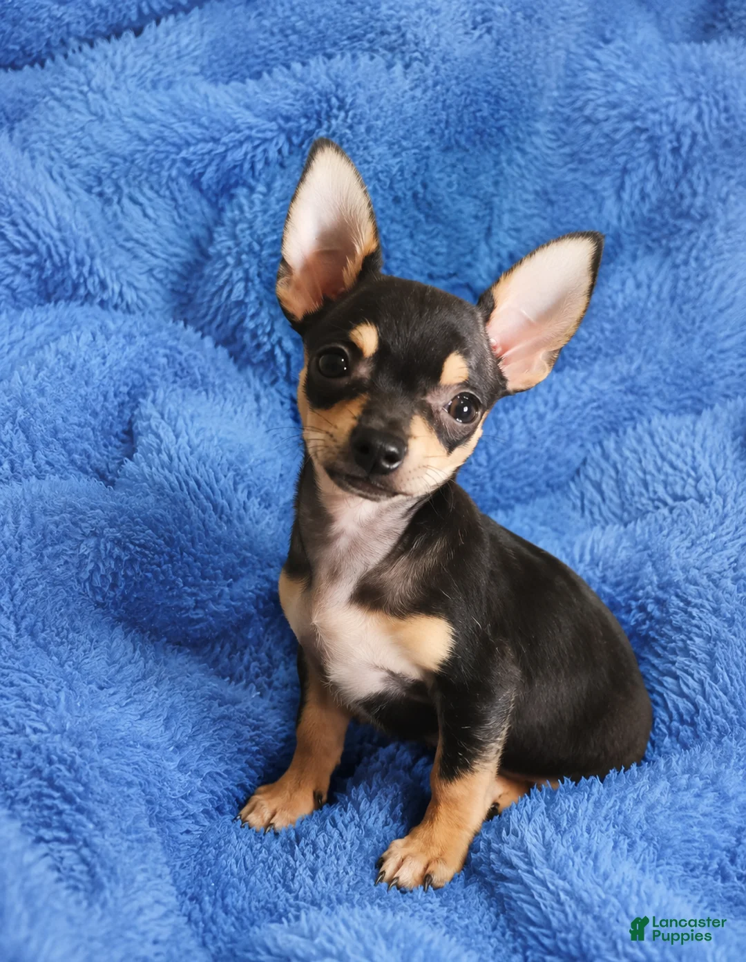 Chihuahua dogs for sale: Tiny blk tan boy Hand Delivery  - Ad 1