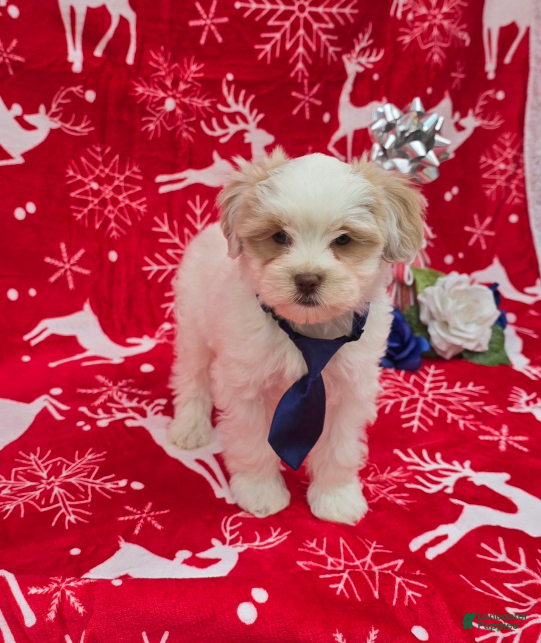 Mixed Breed dogs for sale: Creek - Ad 7