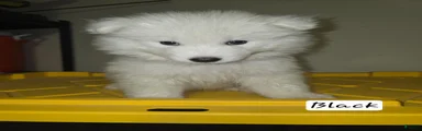 Samoyed 2