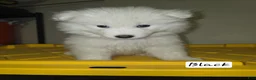 Samoyed dogs for sale: Samoyed 2 - Ad 1
