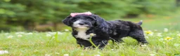 Portuguese Water Dog dogs for sale: Lavender - Ad 3