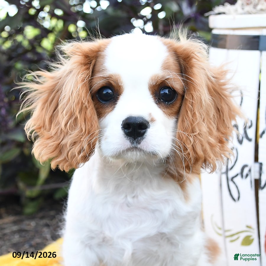 Cavalier King Charles Spaniel dogs Sebastian - Ad 2