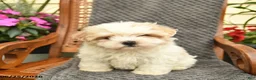 Maltipoo dogs for sale: Molly  - Ad 1