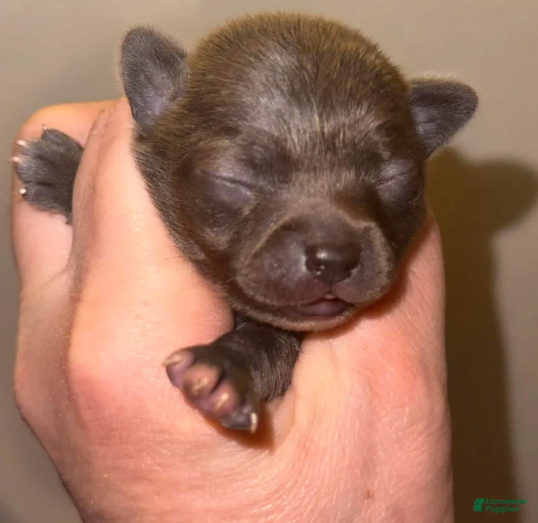 Chihuahua dogs for sale: Chihuahua Puppy 2 - Ad 3