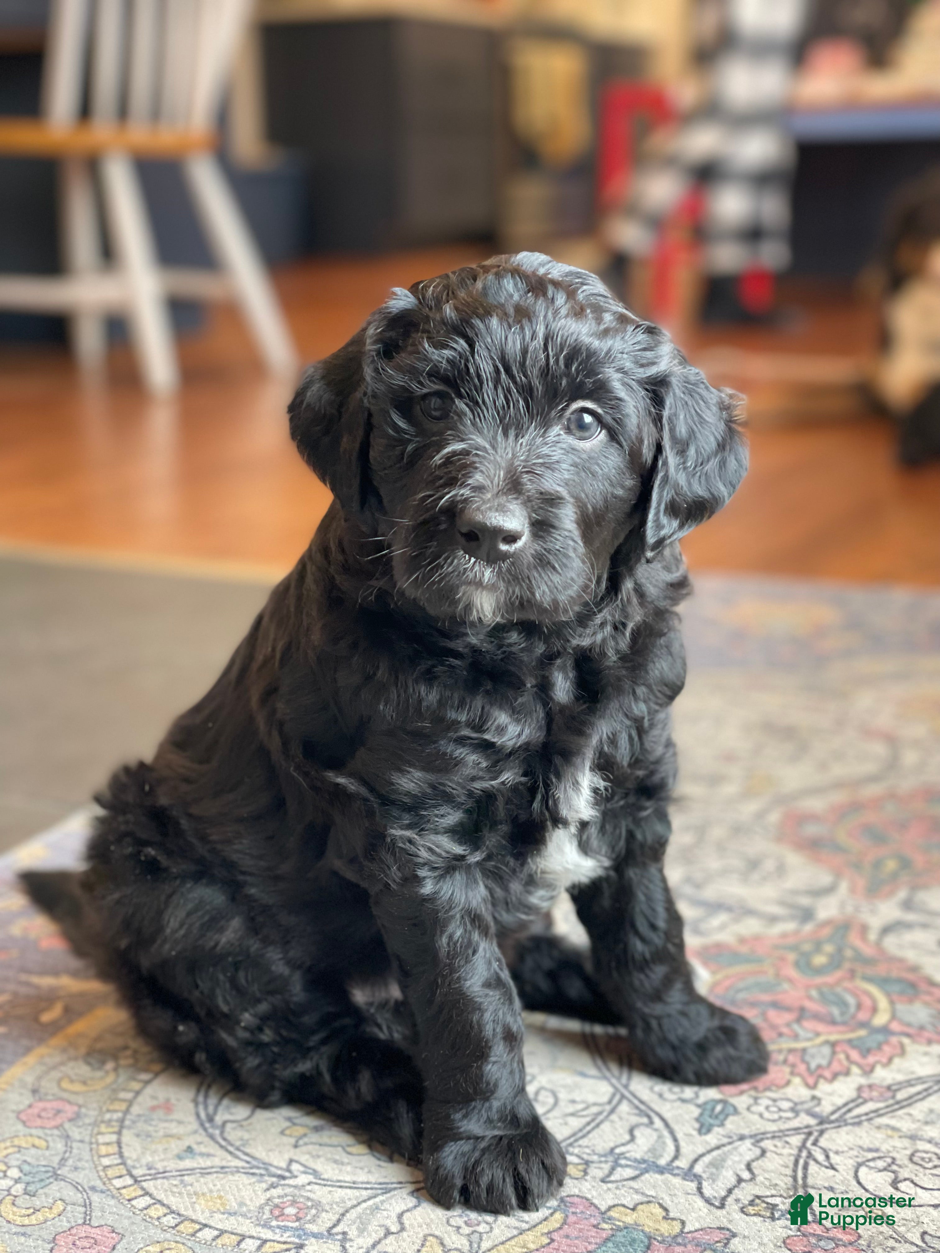 Mixed Breed dogs Otis - Ad 17