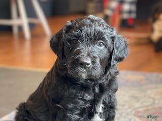 Mixed Breed dogs Otis - Ad 17