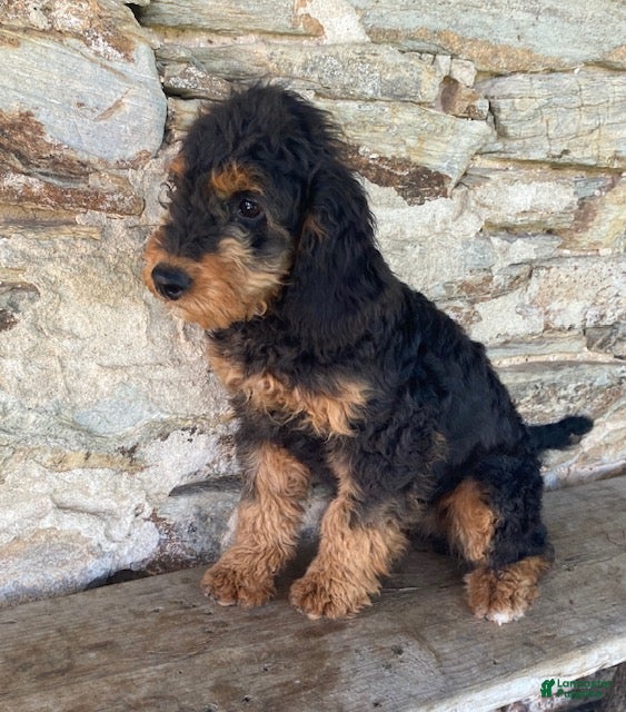 Mini Bernedoodle dogs Jazzy - Ad 2