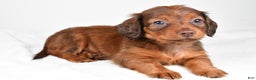 Miniature Dachshund dogs for sale: Beth - Ad 3