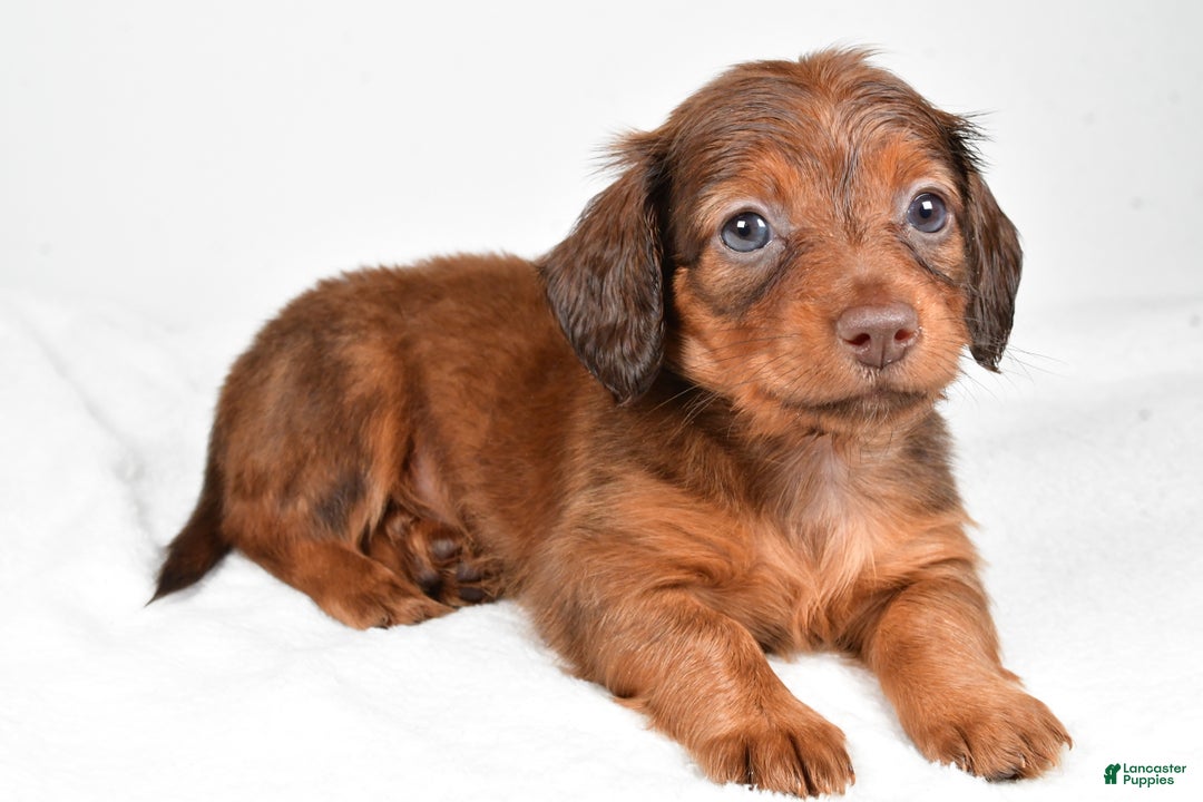 Miniature Dachshund dogs for sale: Beth - Ad 3