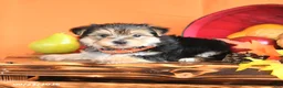 Morkie dogs for sale: Crew - Ad 3