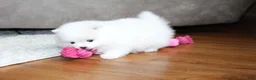 Pomeranian dogs for sale: Emmy - Ad 11
