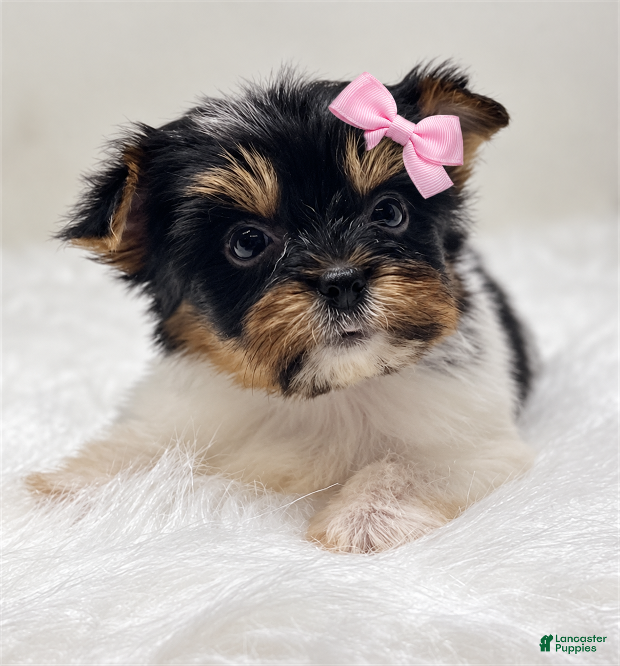 Yorkshire Terrier dogs Teacup Biewer Yorkshire Terrier 1 - Ad 1