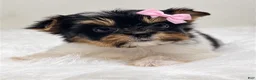 Yorkshire Terrier dogs for sale: Teacup Biewer Yorkshire Terrier 1 - Ad 1