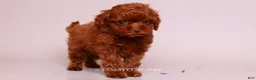 Toy Poodle dogs for sale: Elodie Red Teacup - Ad 9