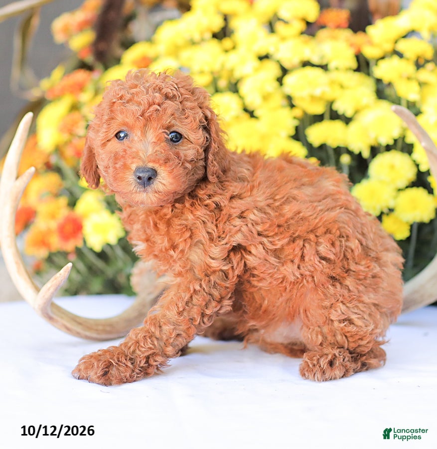 Miniature Poodle dogs for sale: Ray - Ad 1