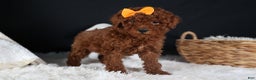 Miniature Poodle dogs for sale: BUDDY - Ad 1