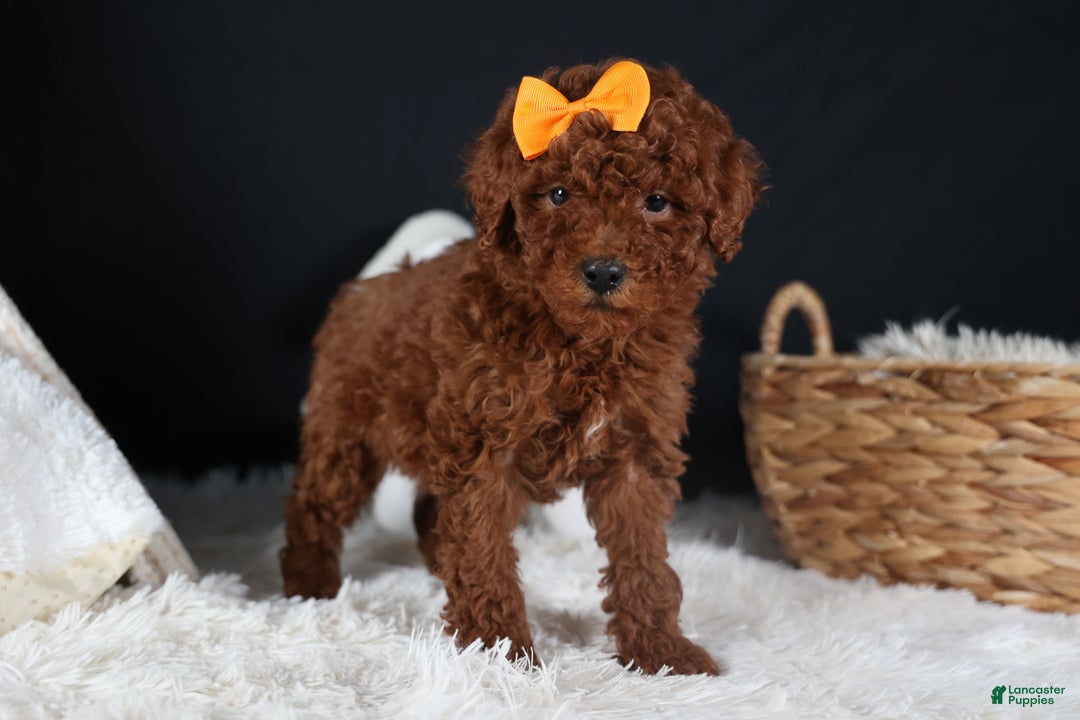 Miniature Poodle dogs for sale: BUDDY - Ad 1