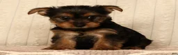 Yorkshire Terrier dogs for sale: Lila - Ad 4