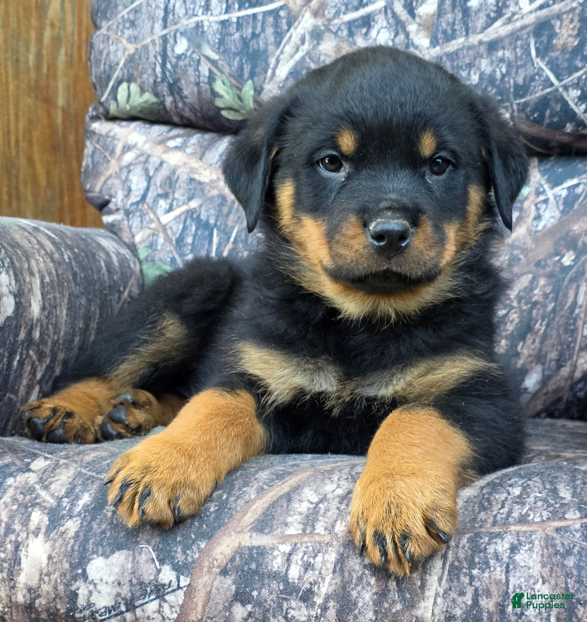 Rottweiler dogs Grant - Ad 1
