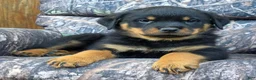 Rottweiler dogs for sale: Grant - Ad 1