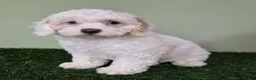Miniature Poodle dogs for sale: Mercedes - Ad 3
