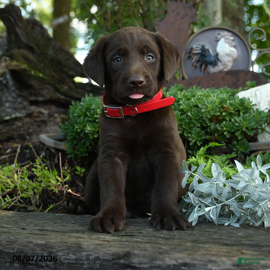 Labrador Retriever dogs Tiny - Ad 1