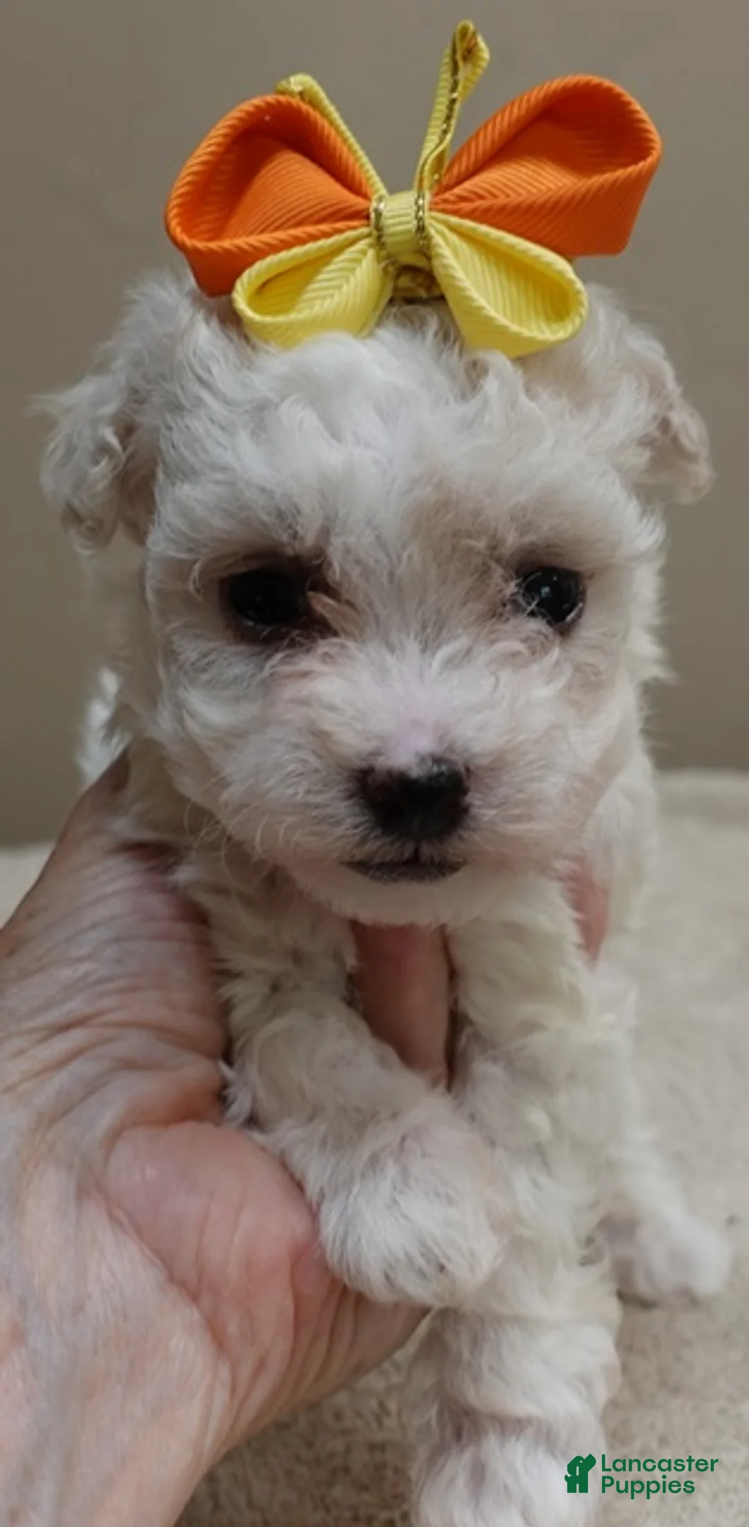 Maltipoo dogs for sale: TEACUP Maddie - Ad 2