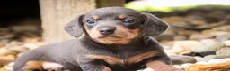 Miniature Dachshund dogs for sale: GiGi - Ad 1