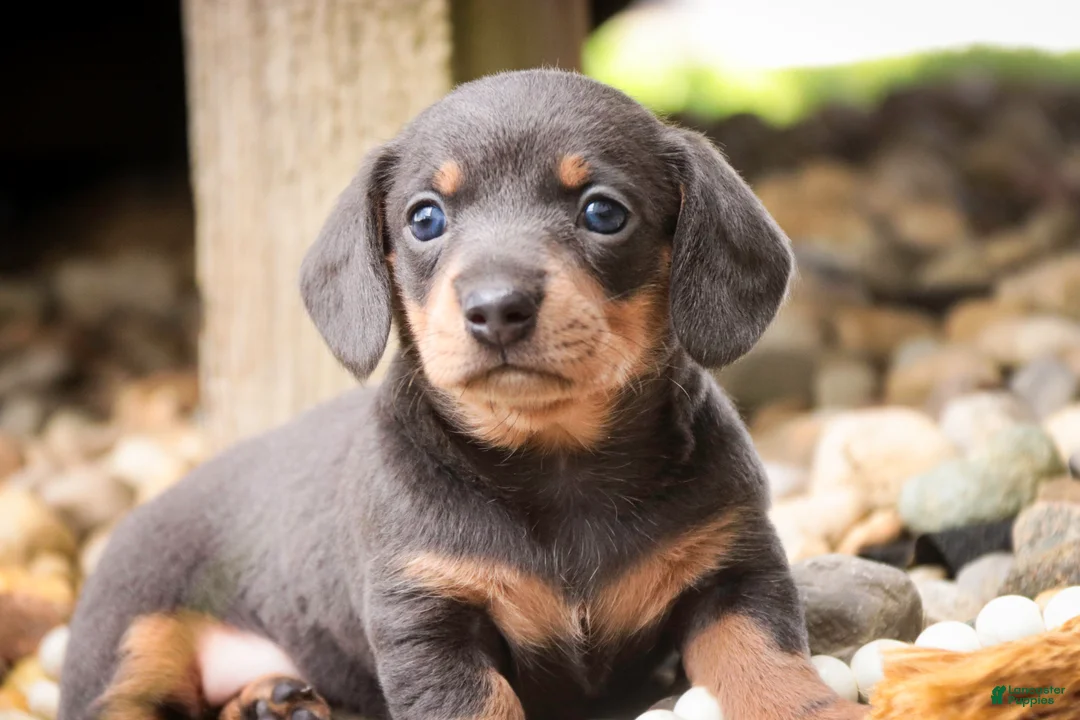 Miniature Dachshund dogs for sale: GiGi - Ad 1
