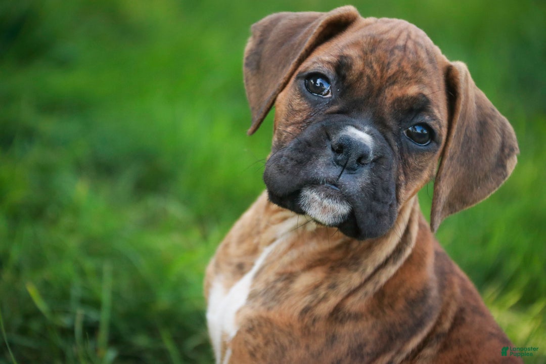 Boxer dogs for sale: Gemma - Ad 2