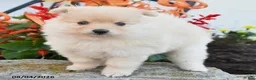 Pomeranian dogs for sale: Piper - Ad 2