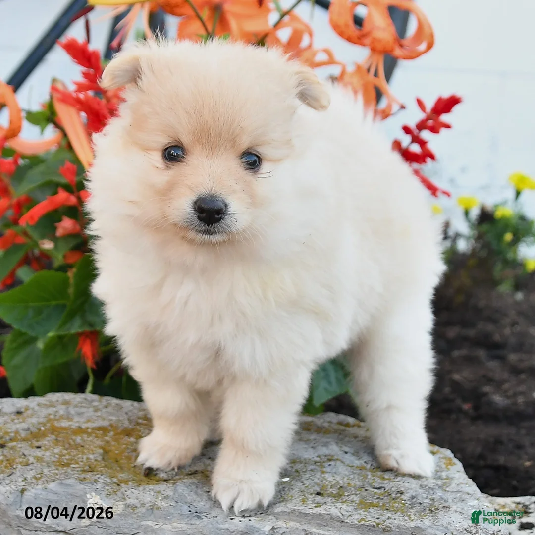 Pomeranian dogs for sale: Piper - Ad 2